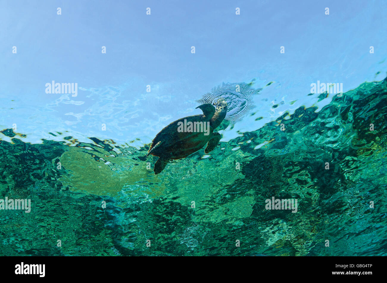 La tortuga carey, Eretmochelys imbricata, tomar un respiro en la superficie en Maldivas, Océano Índico Foto de stock