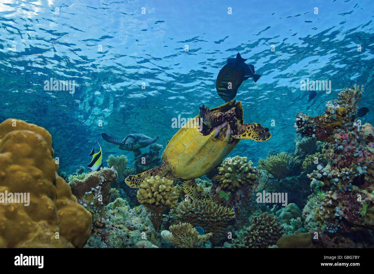 Dos la tortuga carey, Eretmochelys imbricata, cazando sobre arrecifes de coral en Maldivas, Océano Índico Foto de stock