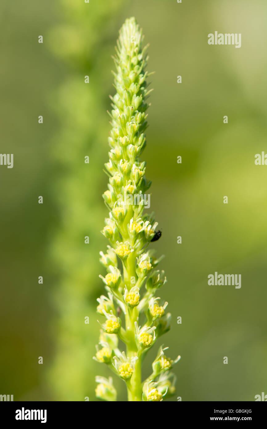 Soldar (Reseda luteola) flor spike. Detalle de inflorescencia de plantas herbáceas pertenecientes a la familia Resedaceae, con escarabajo polinizando Foto de stock