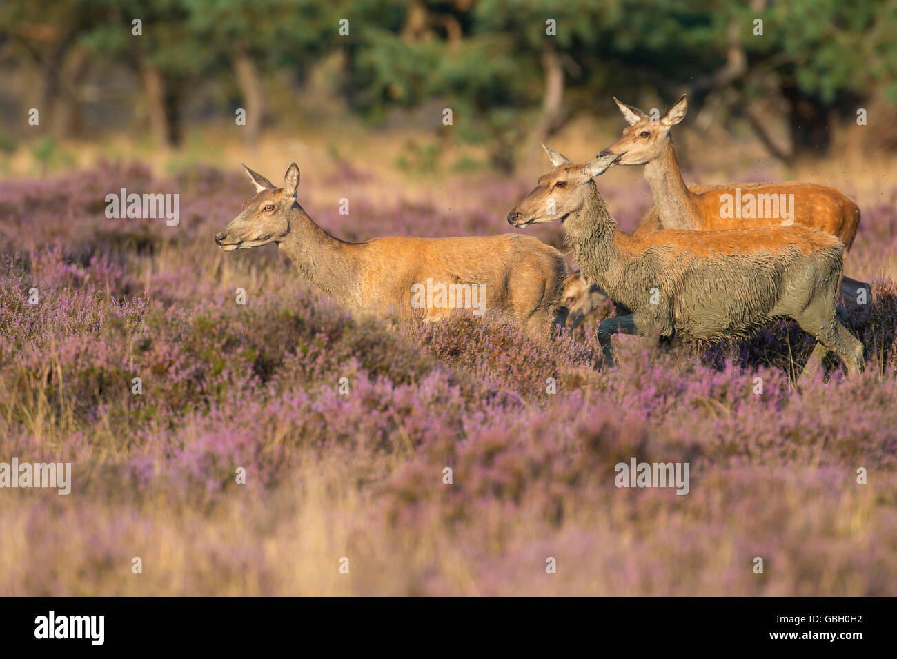 Red Deer, Parque Nacional Veluwe Hooge, Gelderland, Países Bajos / (Cervus elaphus) Foto de stock