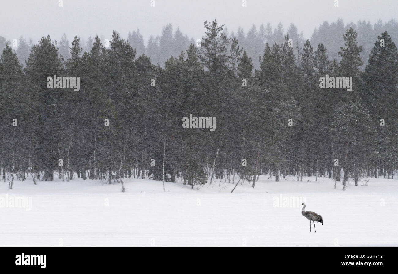 Grúa solitario esperando su cónyuge mientras nevando. Después de la migración de primavera en Kuusamo, Finlandia. Foto de stock