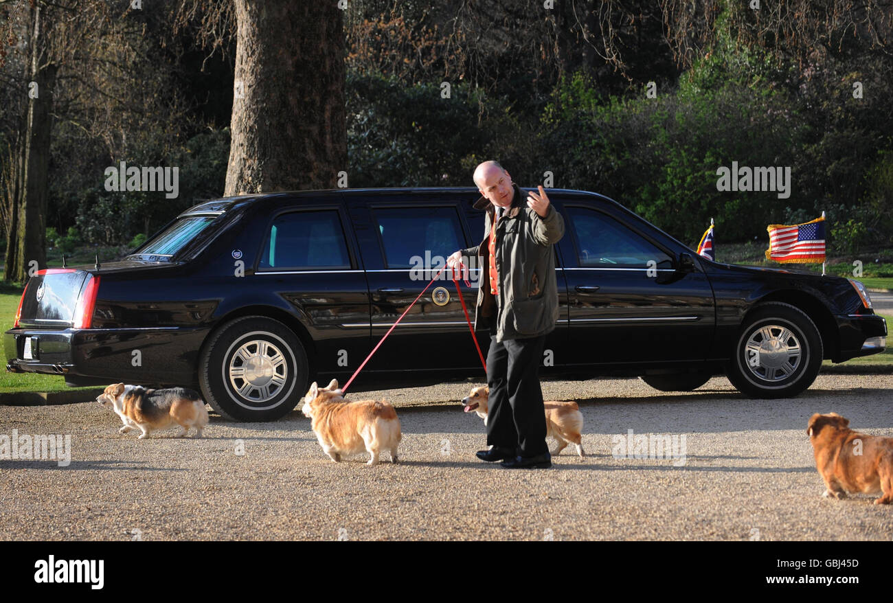 Los Corgis de la Reina se toman para un paseo por los terrenos del Palacio de Buckingham hoy pasado el coche del presidente de EE.UU. Obama mientras que él tiene una audiencia con la Reina. Foto de stock