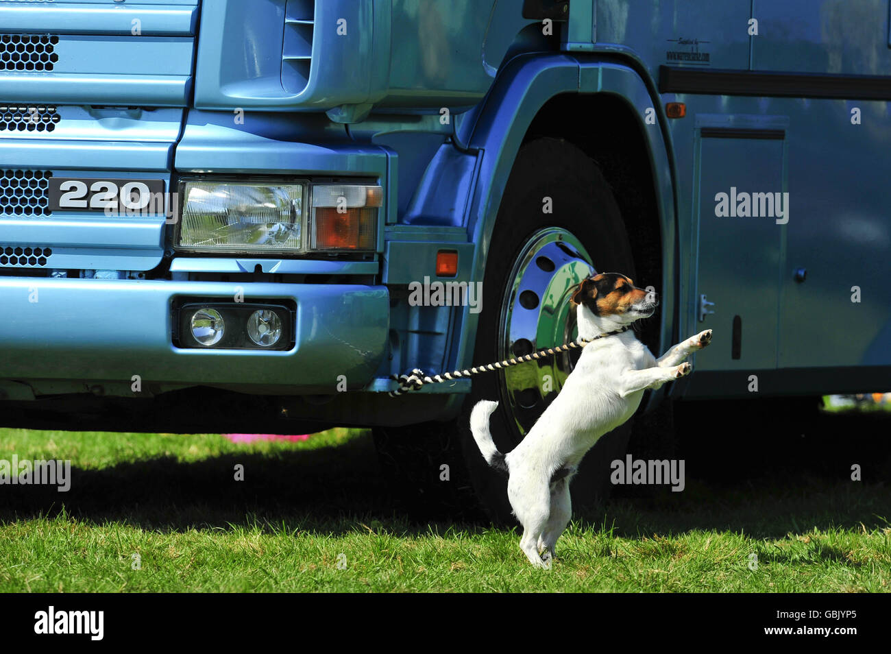 Un perro está atado a un camión de caballos durante las pruebas de caballos del Castillo de Powderham en Exeter. Foto de stock