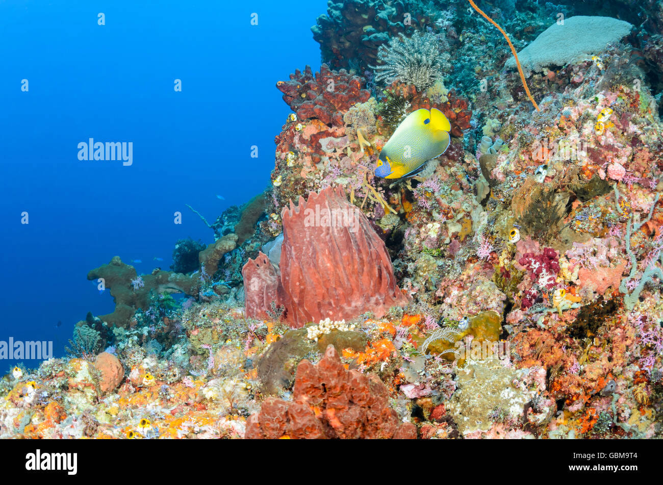 Escena de arrecifes de coral con peces ángel, Pomacanthus Yellow-Mask xanthometopon, Ambon, Molucas, Indonesia, el Pacífico Foto de stock