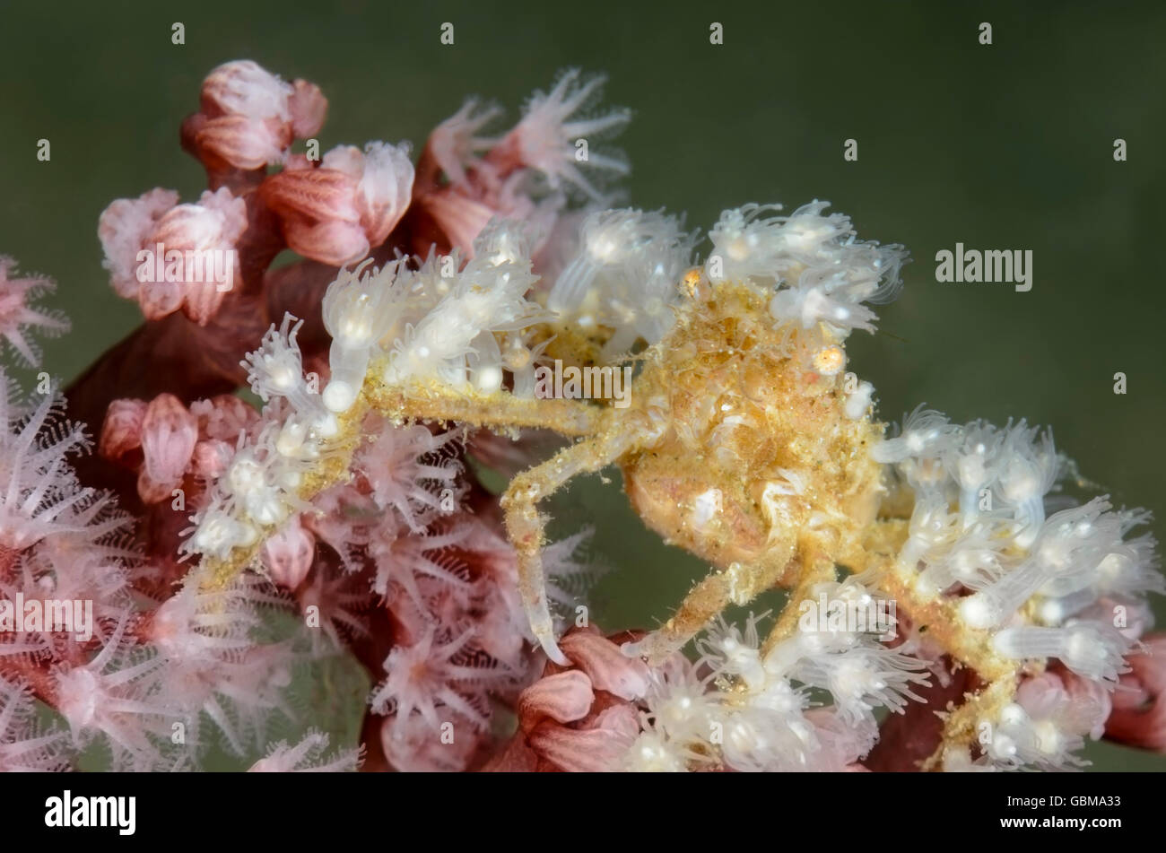 Hidroide cangrejo decorador, Hyastenus sp., Ambon, Molucas, Indonesia, el Pacífico Foto de stock