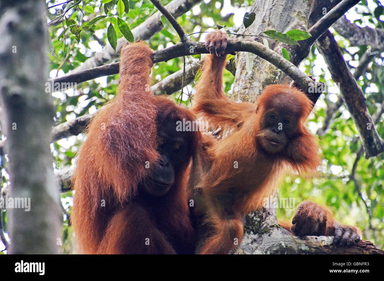 Una hembra adulta de orangután (Pongo abelii) y su bebé se sientan juntos en una rama, el Parque Nacional de Gunung Leuser, en Sumatra, Indonesia Foto de stock