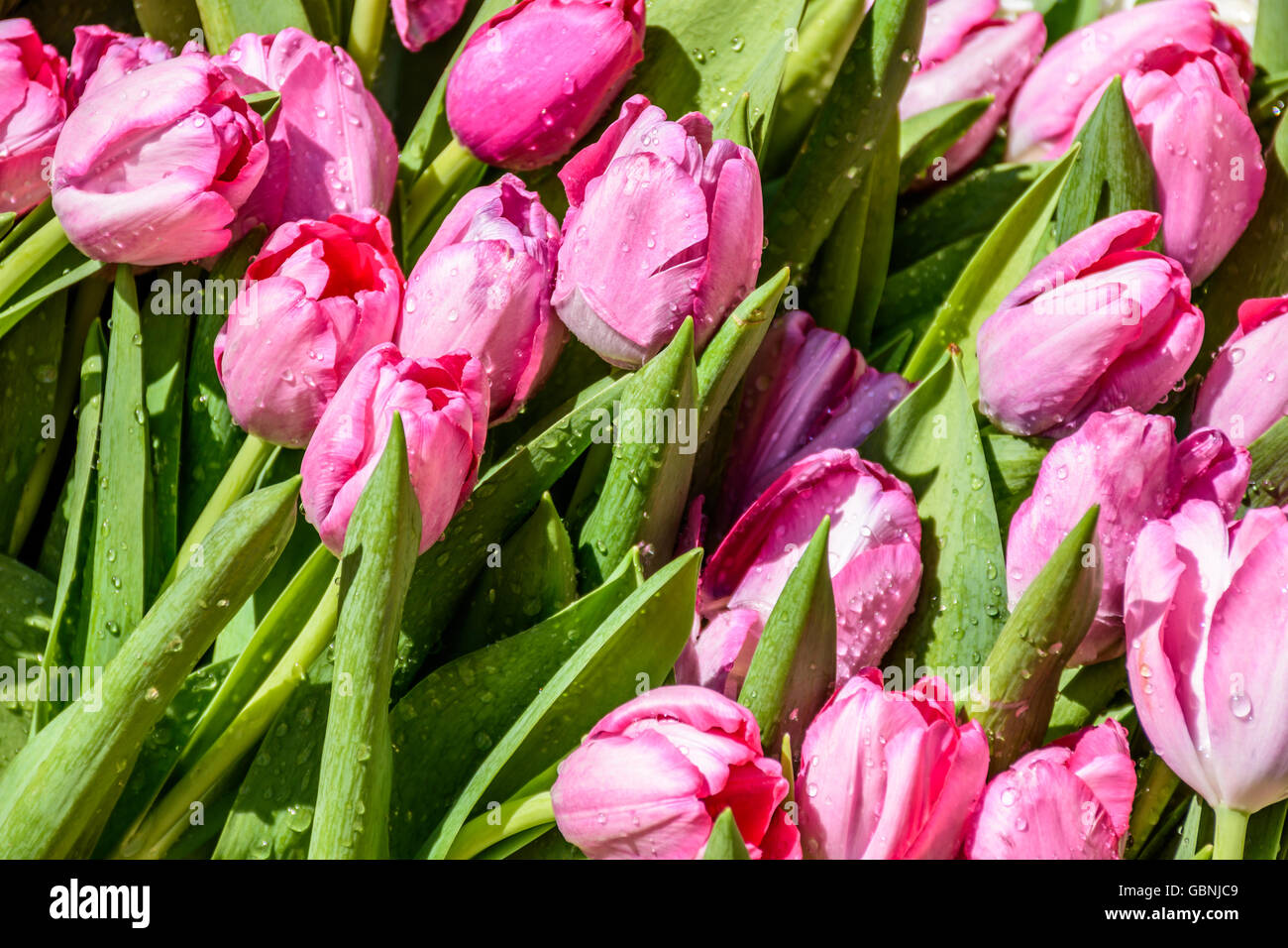 Floristeria antigua guatemala fotografías e imágenes de alta resolución -  Alamy