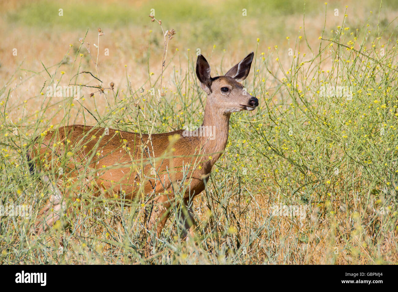 Venado Cola Negra Colombina Fotos e Imágenes de stock Alamy