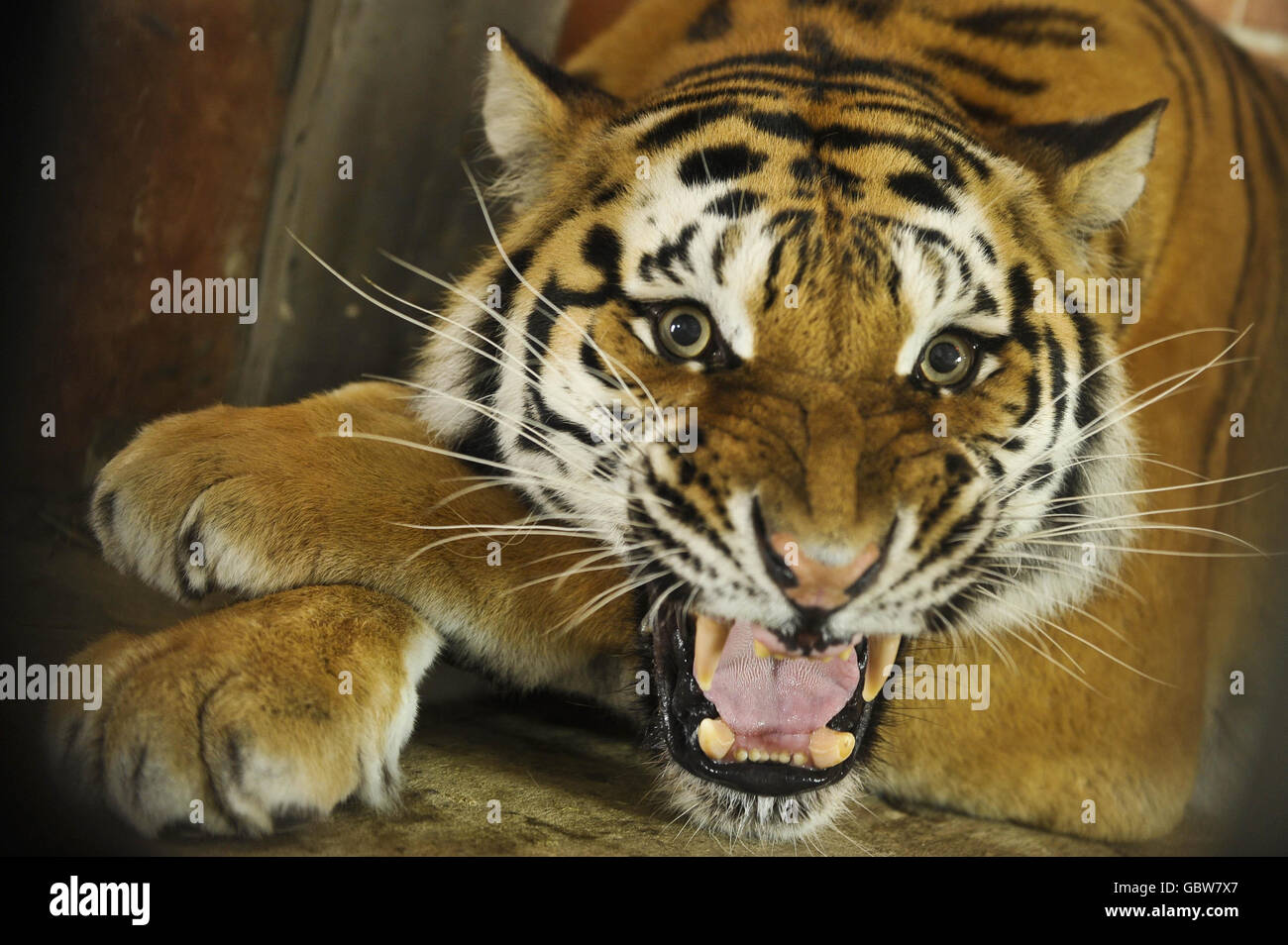 Tira el tigre en su piel en la granja del zoológico del Arca de Noé, Somerset, donde se le permitió salir de su jaula por primera vez. Foto de stock