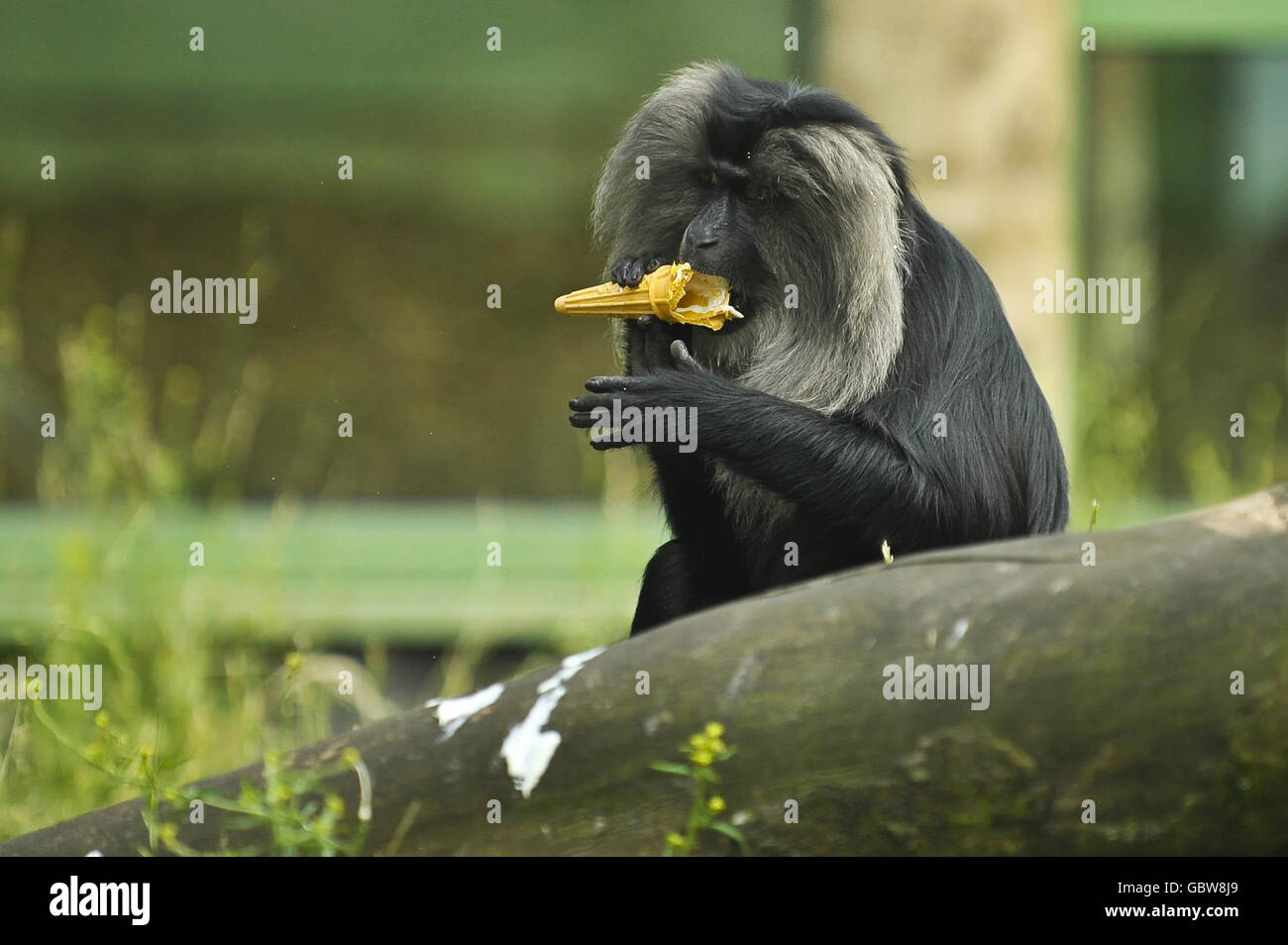 Monos viejos fotografías e imágenes de alta resolución - Alamy