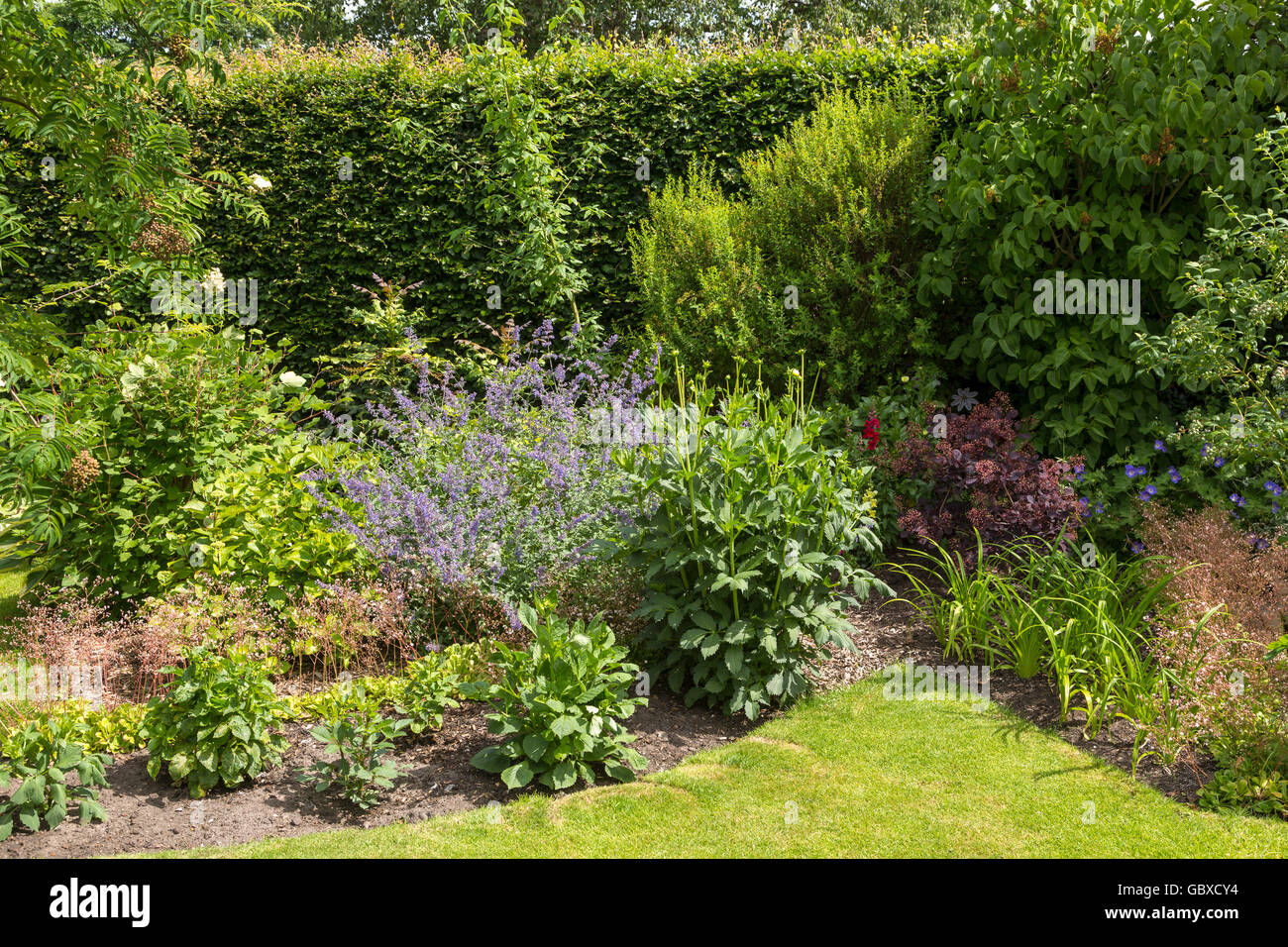 Jardín posterior arbustos en Inglaterra Foto de stock