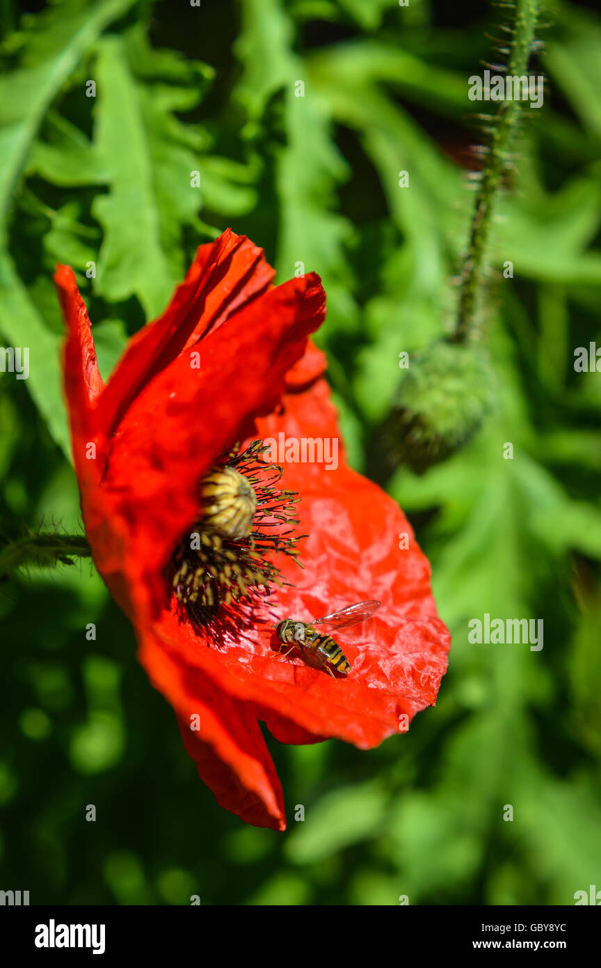 Little bee sobre una amapola roja pétalos Foto de stock