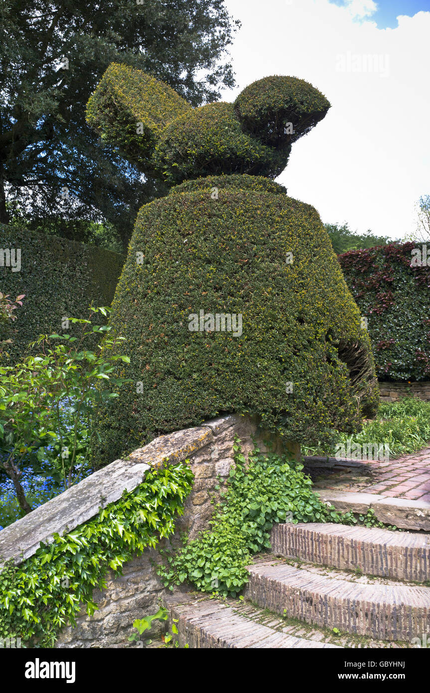 dh Taxus baccata árbol YEW ÁRBOLES Reino Unido INGLATERRA Topiario Inglés cobertura de jardín del país Foto de stock