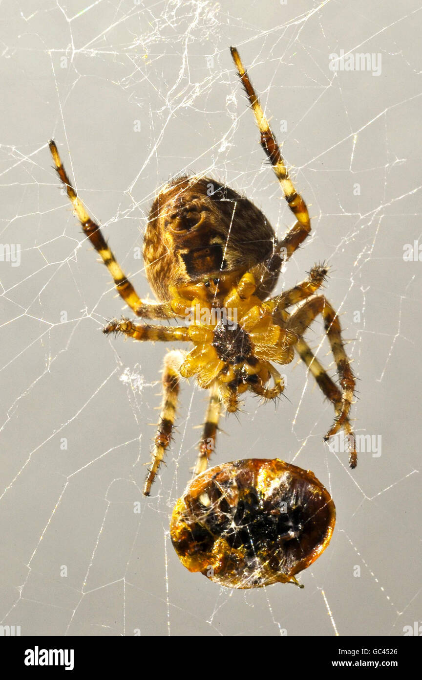 Araña tejedora de orbe. Una araña tejedora de orbe espera por un insecto de mariquita envuelto en seda sobre el cual la araña se ha estado alimentando. Foto de stock