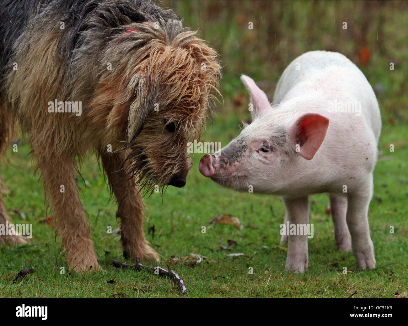 Prudencia el cachorro cerdo Fotografía de stock - Alamy
