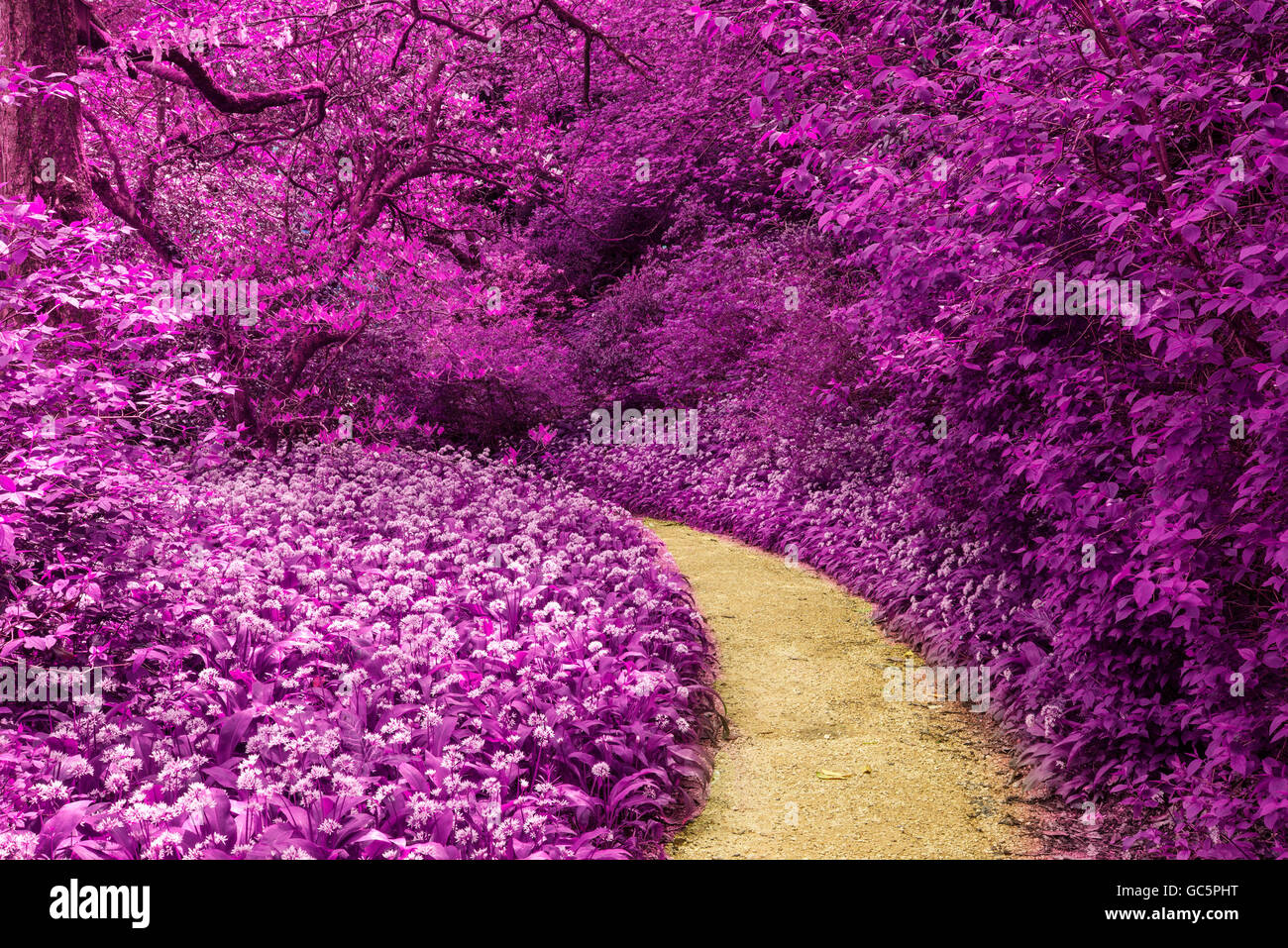 Impresionante paisaje de infra-rojos de bosque con imagen color alternativo Foto de stock