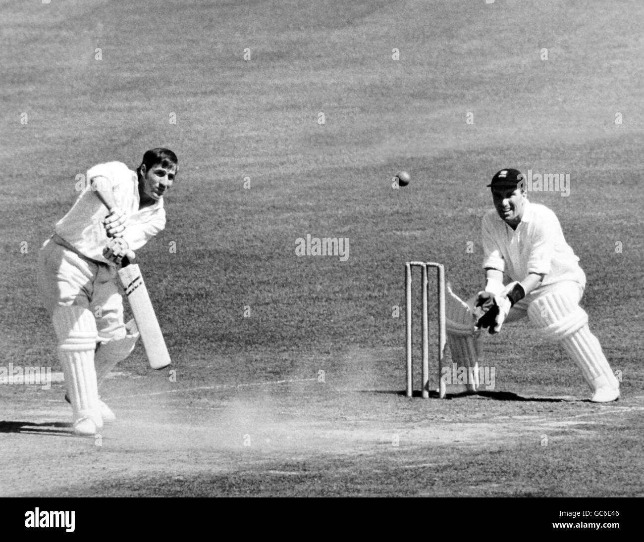 Cricket Foto de stock