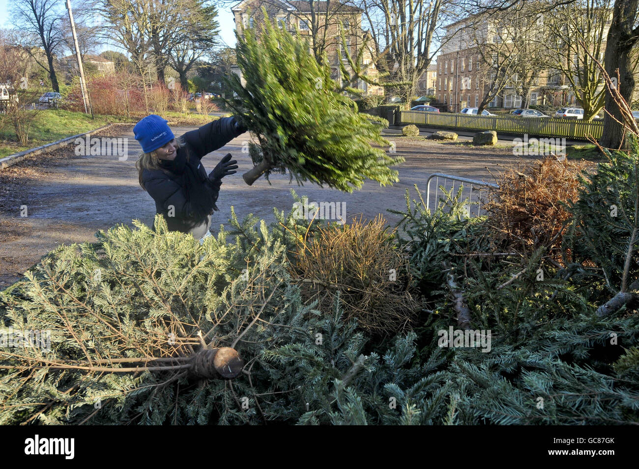 La gente recicla sus árboles de Navidad en el punto de reciclaje establecido en el aparcamiento de Clifton Zoo, Bristol, donde los miembros del público pueden tomar sus árboles no deseados, que luego serán reciclados. Foto de stock