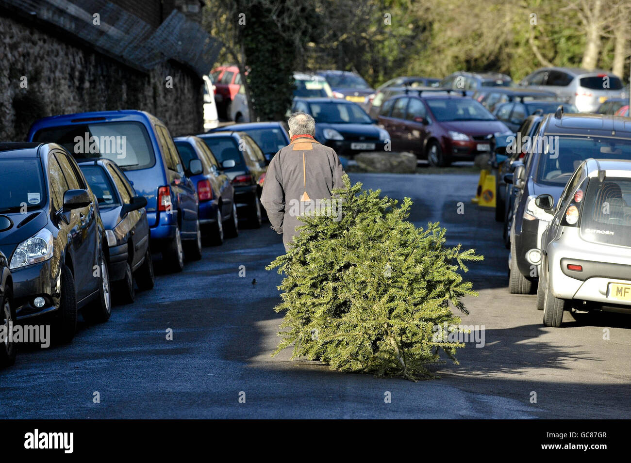 Un hombre arrastra su viejo árbol de Navidad a través de las calles de Clifton hacia un punto de reciclaje establecido en el aparcamiento de Clifton Zoo, Bristol, donde los miembros del público pueden tomar sus árboles de Navidad no deseados, que luego serán reciclados. Foto de stock