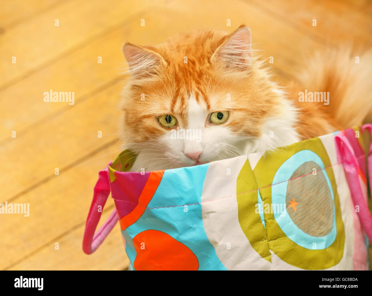 Belleza gato rojo adulto en bolsa de color Foto de stock