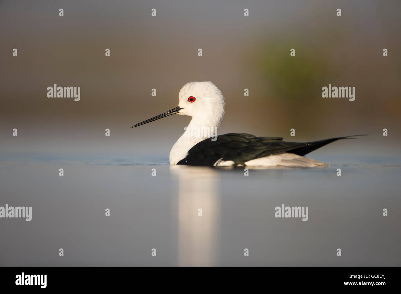 Cerca de un negro-alada Himantopus himantopus zancos en perfil nadando en una laguna poco profunda adoptadas a nivel de los ojos Foto de stock