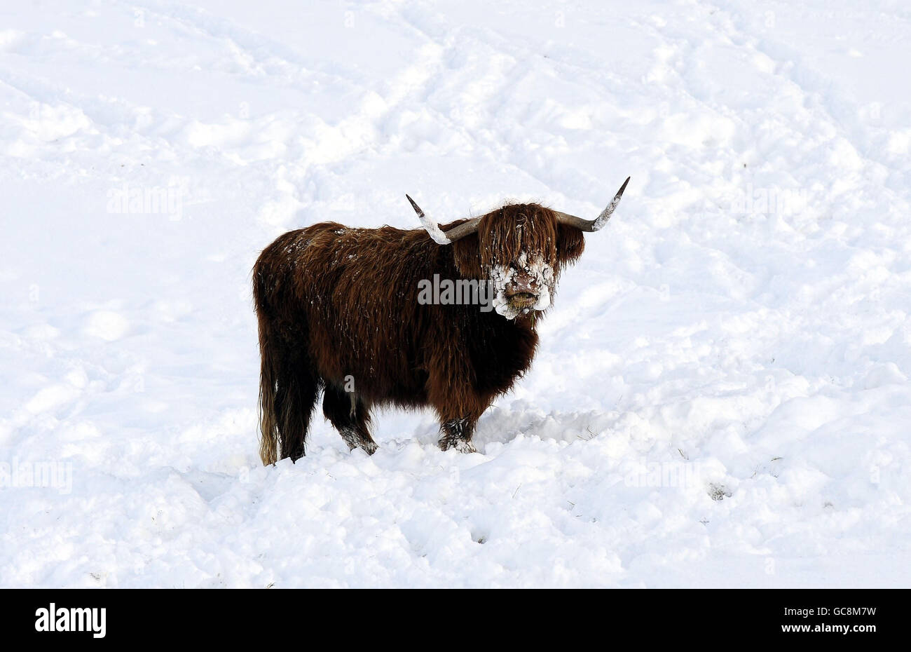 Highland Cattle en las cimas de las montañas por encima de Pickering en los páramos de North Yorkshire, mientras las fuertes nevadas continúan a través del este del Reino Unido. Foto de stock