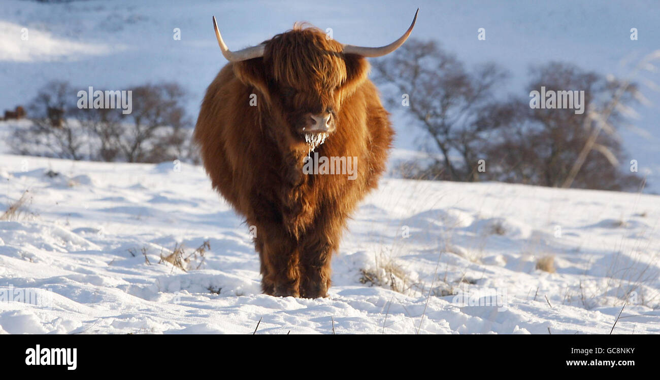 Una vaca de las tierras altas en la cadena montañosa de Glenshee en Escocia, ya que el clima frío sigue agarrando el país. Foto de stock