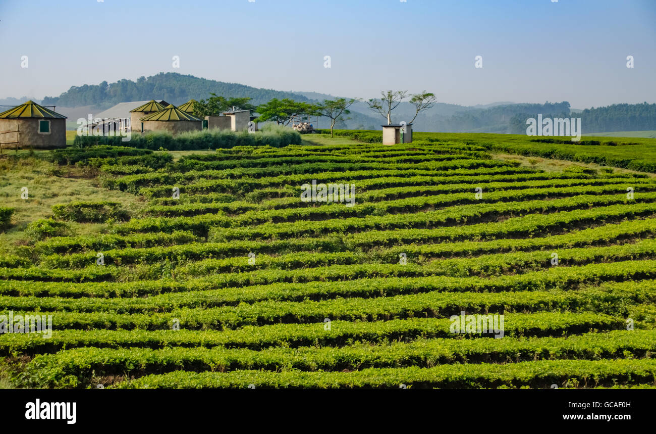 Plantación de té, Uganda Foto de stock
