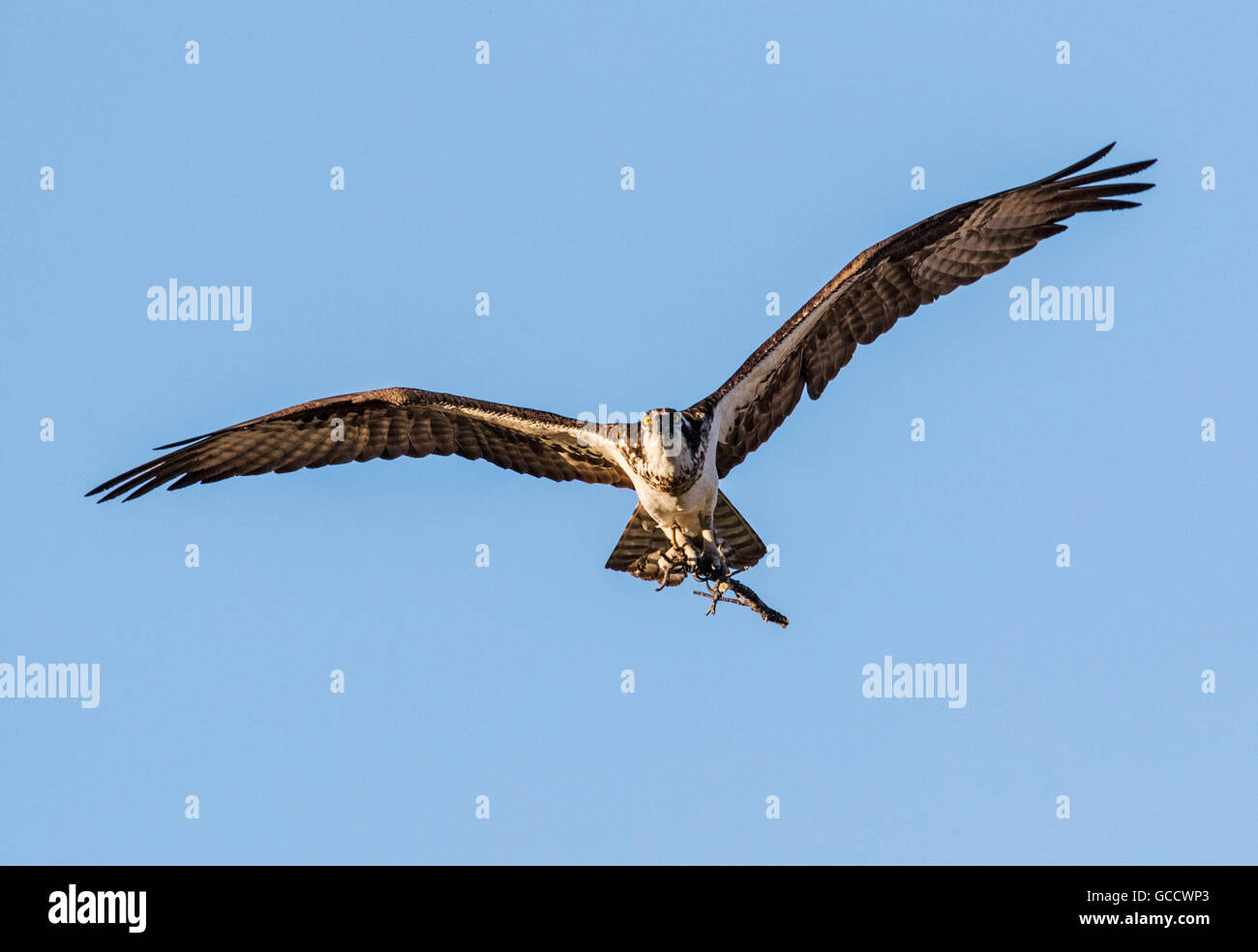 Osprey en vuelo, portando palos para anidar, Pandion haliaetus, mar, peces halcón, Río Eagle Hawk, peces halcón, raptor Foto de stock