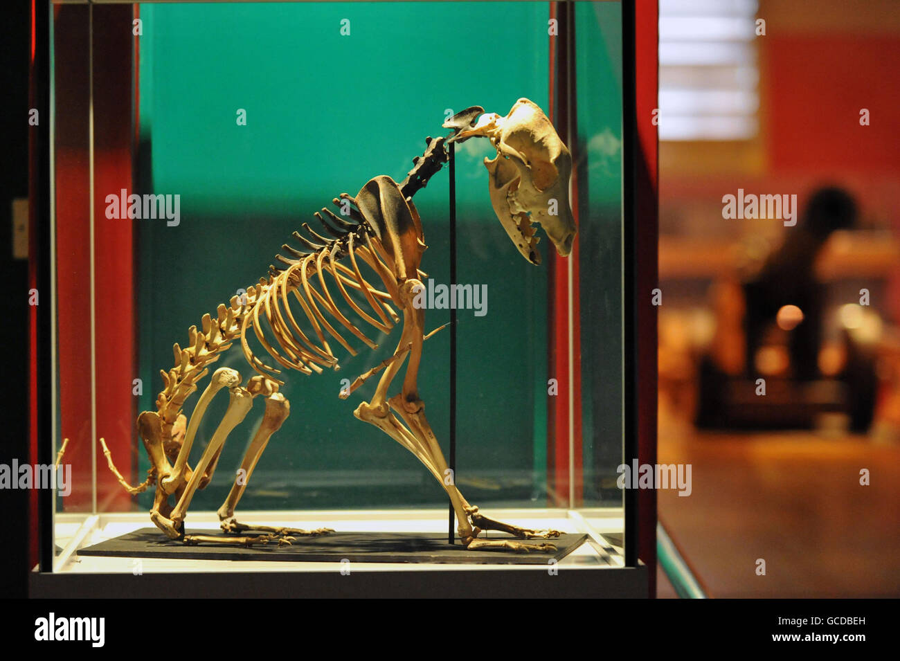 El esqueleto de un perro, que fue descubierto en una cabina del buque de guerra Tudor Mary Rose. Foto de stock