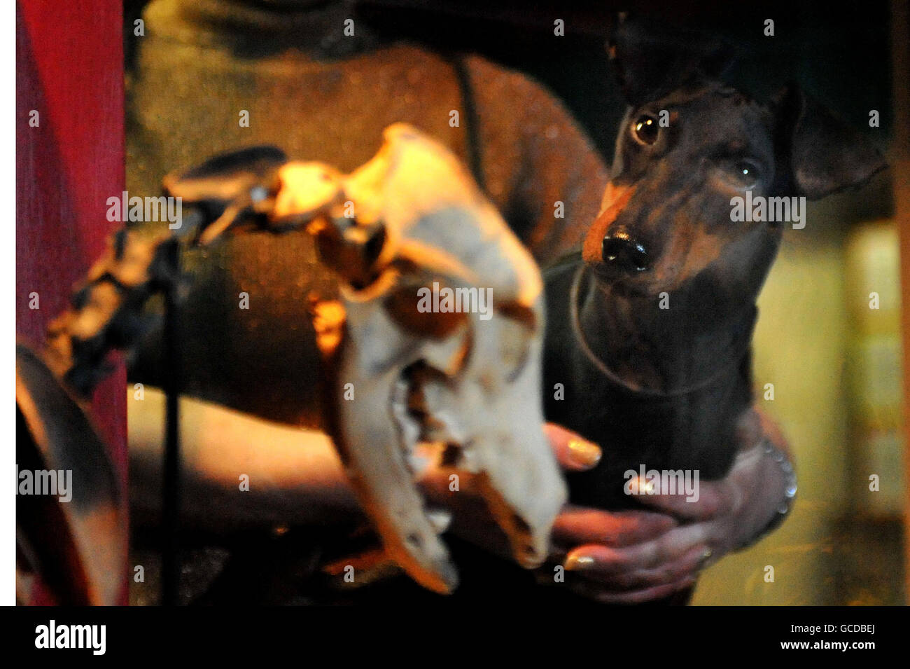 Manchester Terrier Deirdre se encuentra en el esqueleto de un perro, que se cree que es la misma raza, que fue descubierto en una cabina del buque de guerra Tudor Mary Rose. Foto de stock