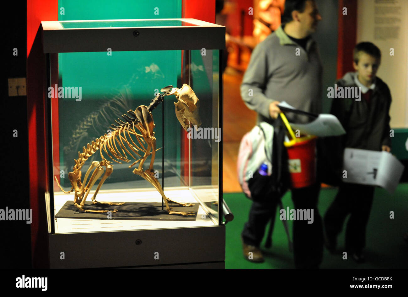 Perro esqueleto encontrado en Mary Rose Foto de stock