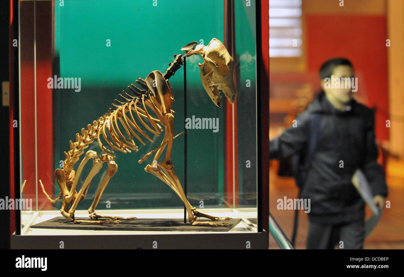 Esqueleto de perro encontrado en Mary Rose. El esqueleto de un perro, que fue descubierto en una cabina del buque de guerra Tudor Mary Rose. Foto de stock