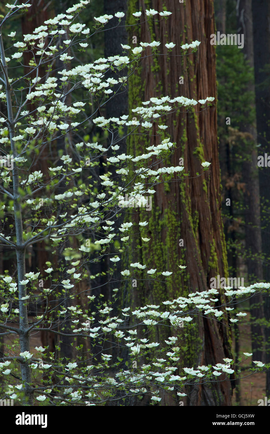 Calaveras gran arbol bosque nacional fotografías e imágenes de alta