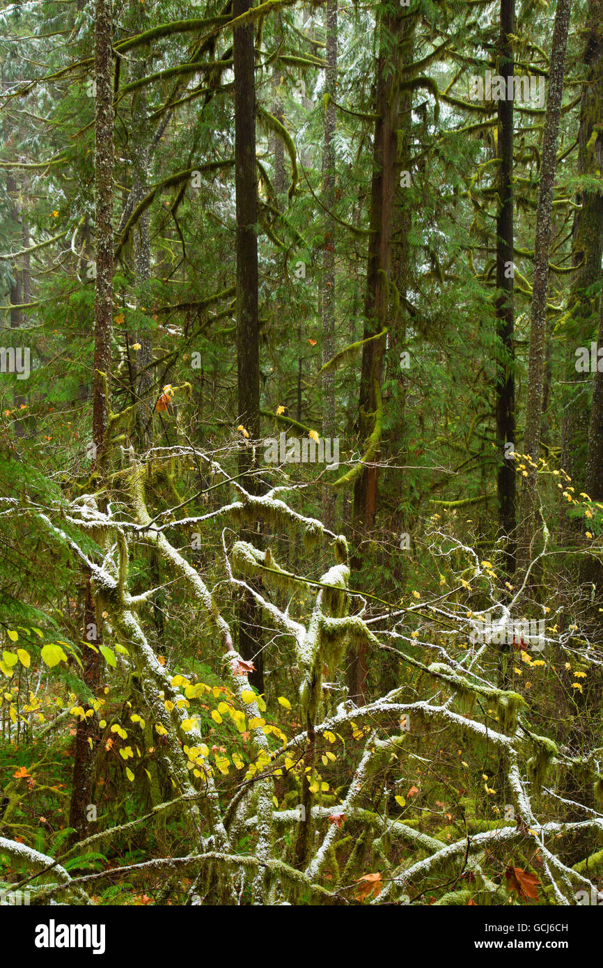Bosque a lo largo de Brice Creek Trail, Umpqua National Forest, Oregón Foto de stock