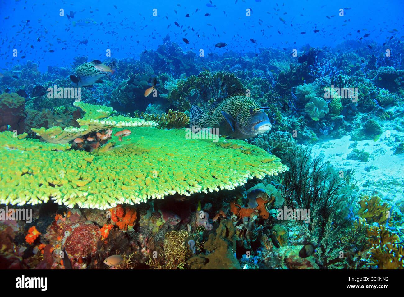 El prístino y coloridos arrecifes de coral de Indonesia, Komodo Foto de stock