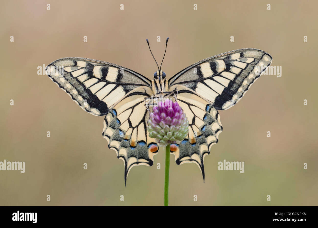 Una mariposa europea de pico de alas de alas de alas de júbidas (Papilio Machaon) encaramada sobre una cabeza de flor púrpura a primera hora de la mañana, cara a cara, con sus alas esparcidos Foto de stock