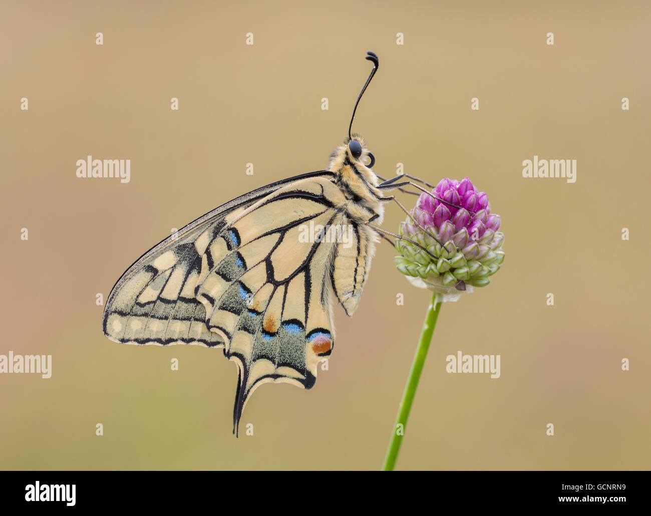 Una mariposa europea de alas de alas de alas de alas de alas de alas (Papilio Machaon) colocada sobre una cabeza de flor púrpura a primera hora de la mañana con una luz cálida. Foto de stock