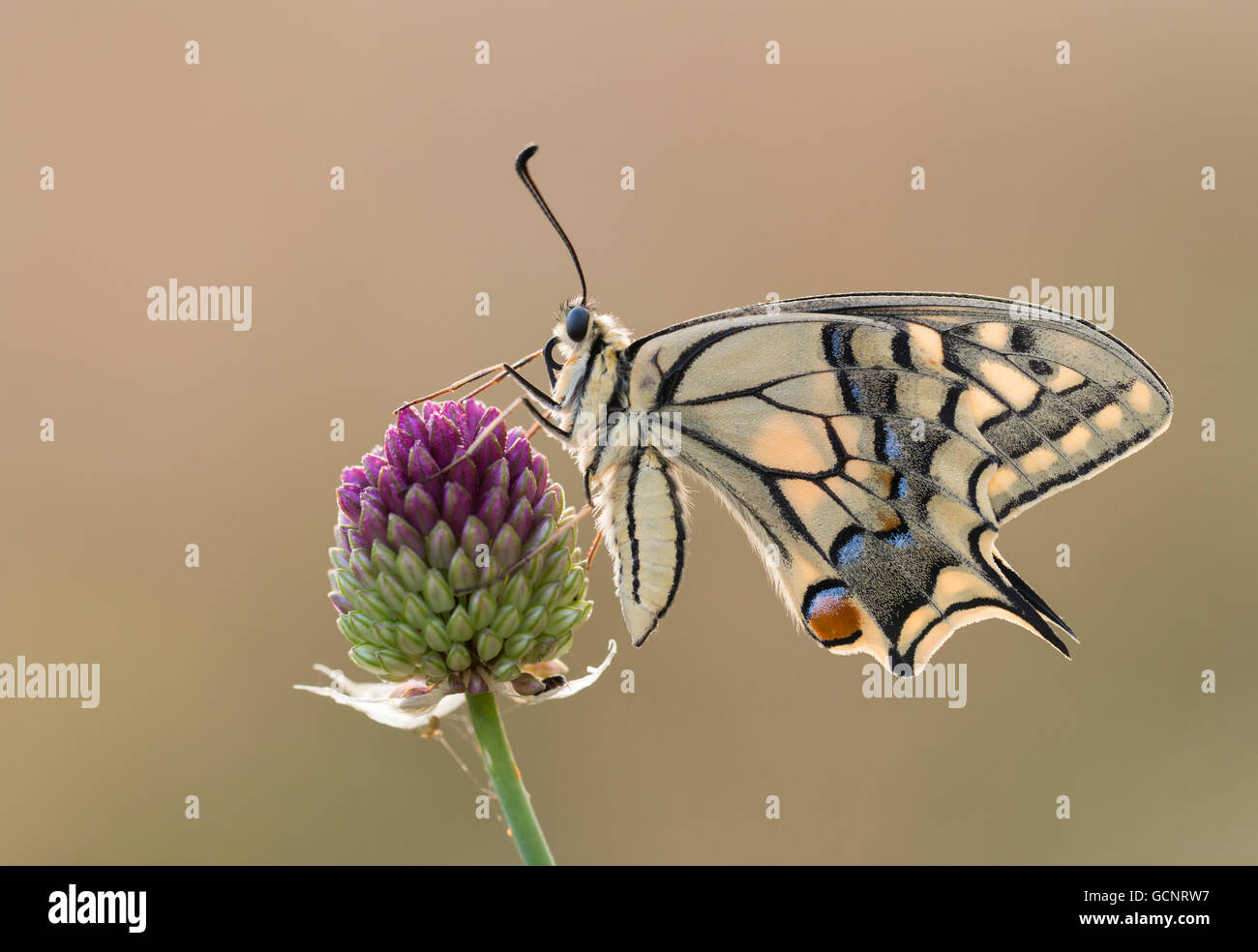 Una mariposa europea de alas de alas de alas de alas de alas de alas (Papilio Machaon) colocada sobre una cabeza de flor púrpura a primera hora de la mañana con una luz cálida. Foto de stock