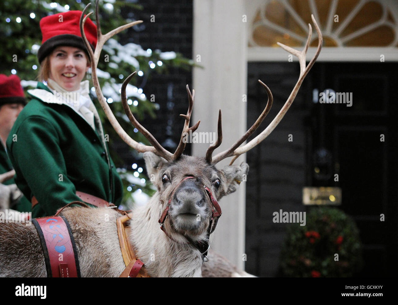 Un reno y su manipulador vestido como un puesto de elfo fuera de 10 Downing Street, Londres, donde eran parte de una fiesta de Navidad para entretener a las familias de militares británicos y mujeres. Foto de stock