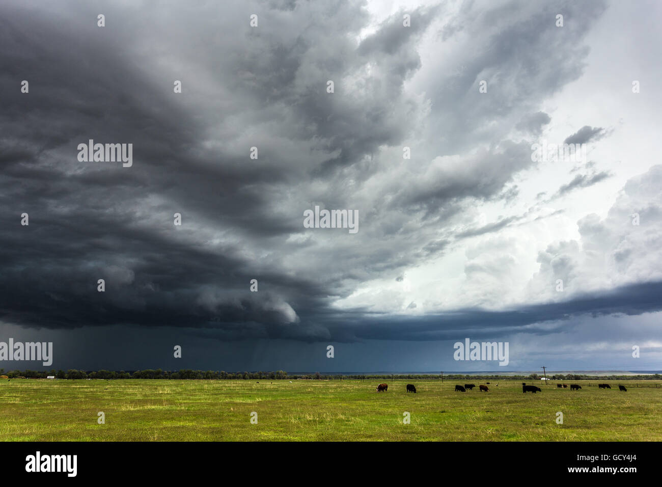 Las vacas pastan bajo un cielo tormentoso cerca de Bridgeport, Nebraska, el 15 de mayo de 2015. Foto de stock