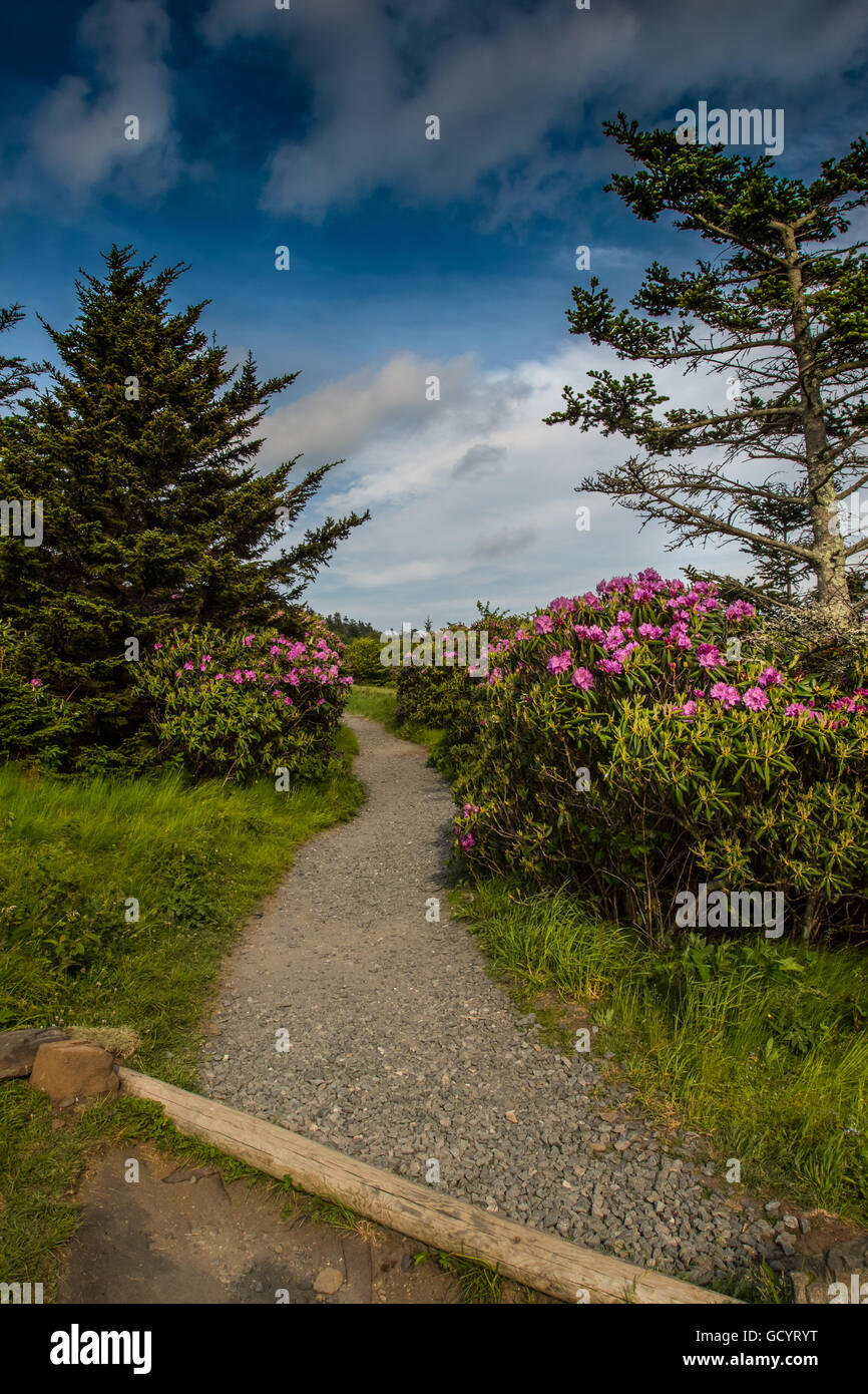 Rhododendron línea el sendero redondear Calvo Foto de stock