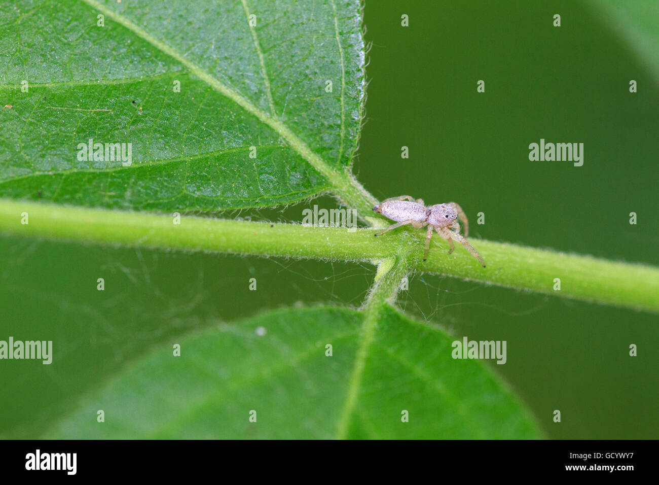 Pequeño, blanco saltando spider (Hentzia sp.) en la planta de tallo. Foto de stock