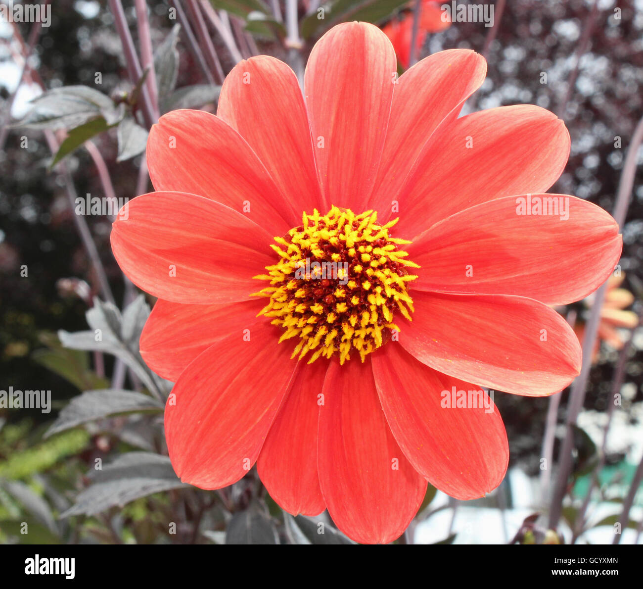 My Image 7