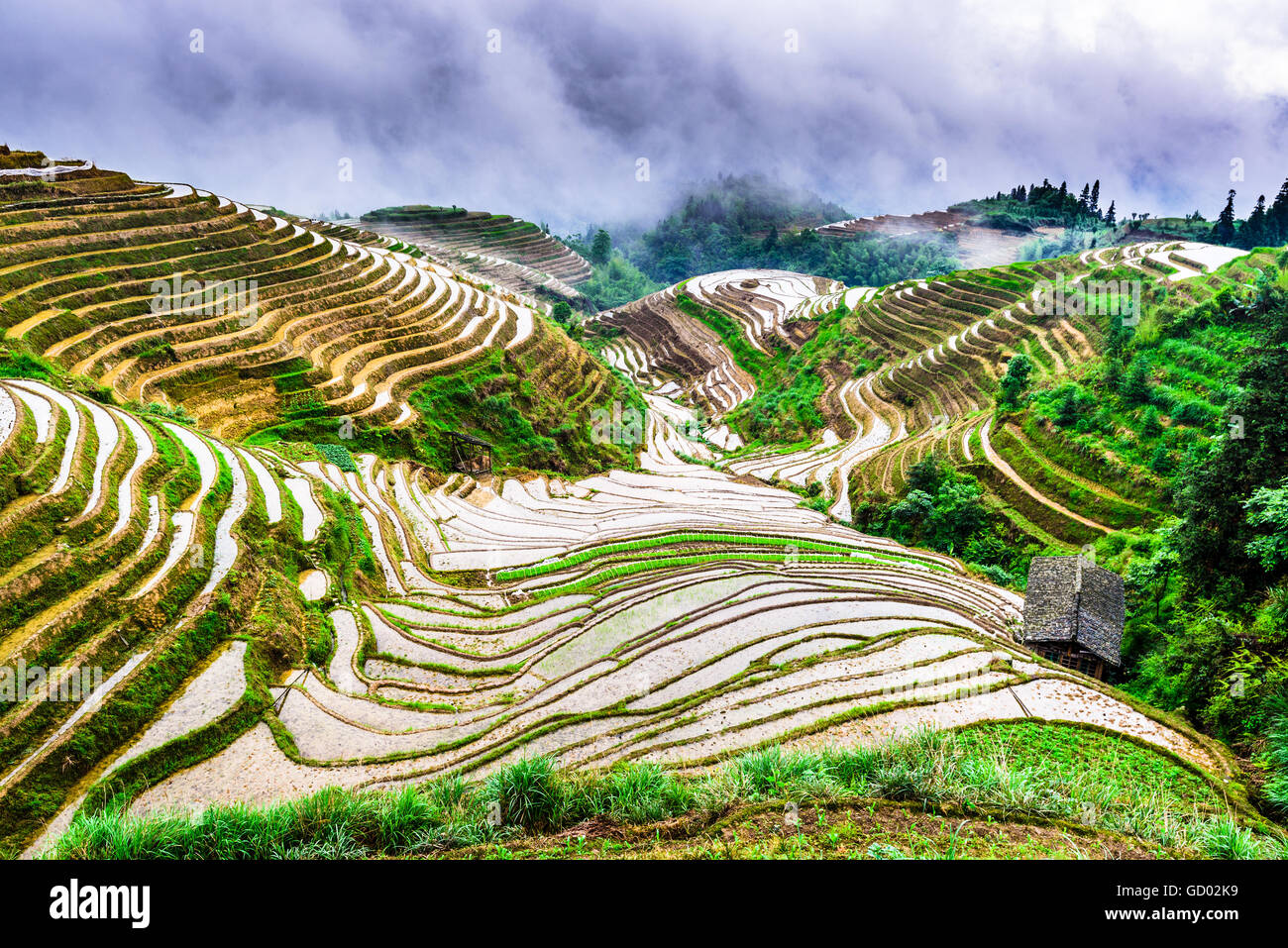Yaoshan Montaña, Guilin, China terrazas de arroz en la ladera del paisaje. Foto de stock