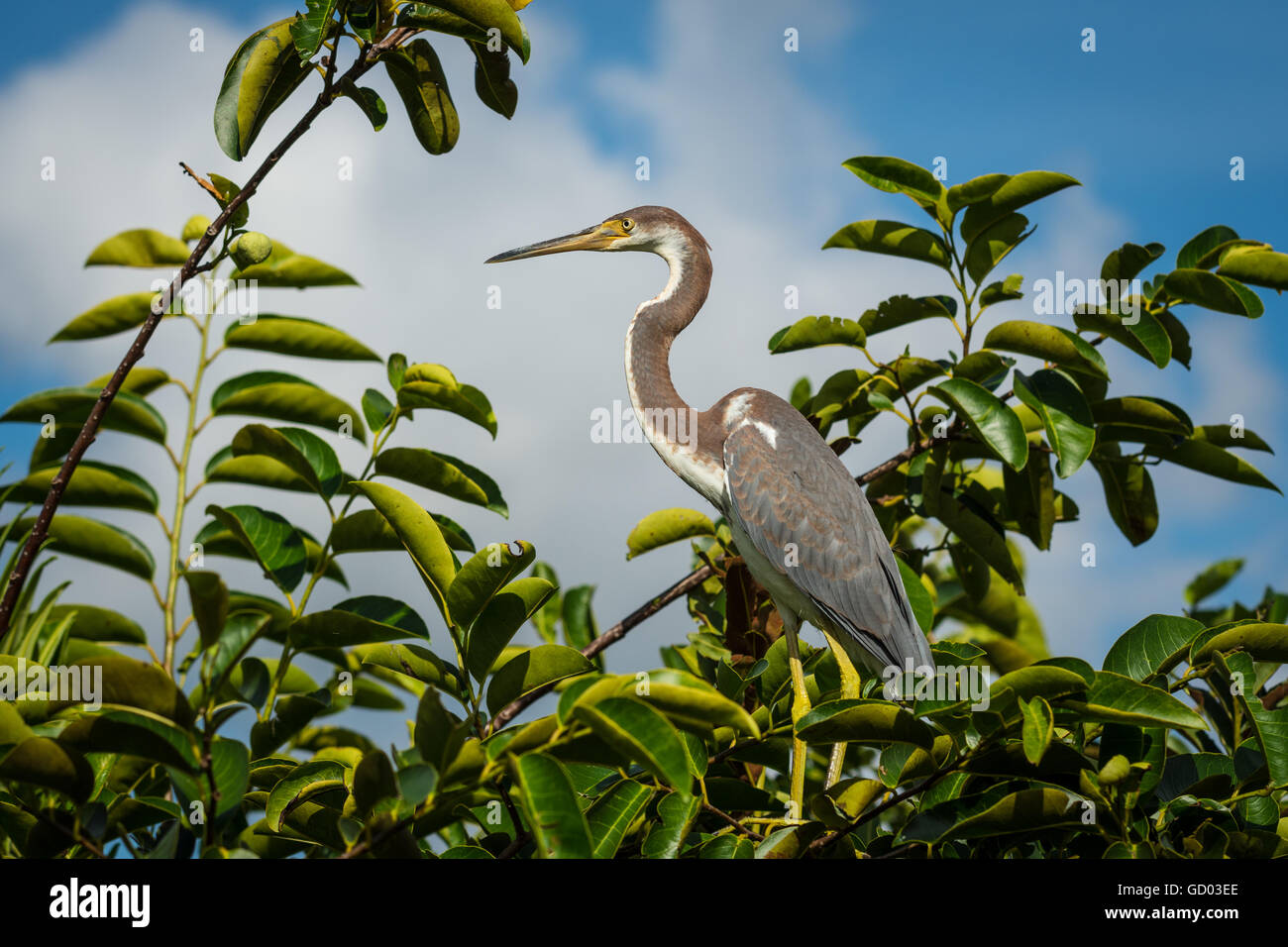 Garza Tricolor posado en la rama de un árbol contra el cielo azul con nubes hinchadas Foto de stock