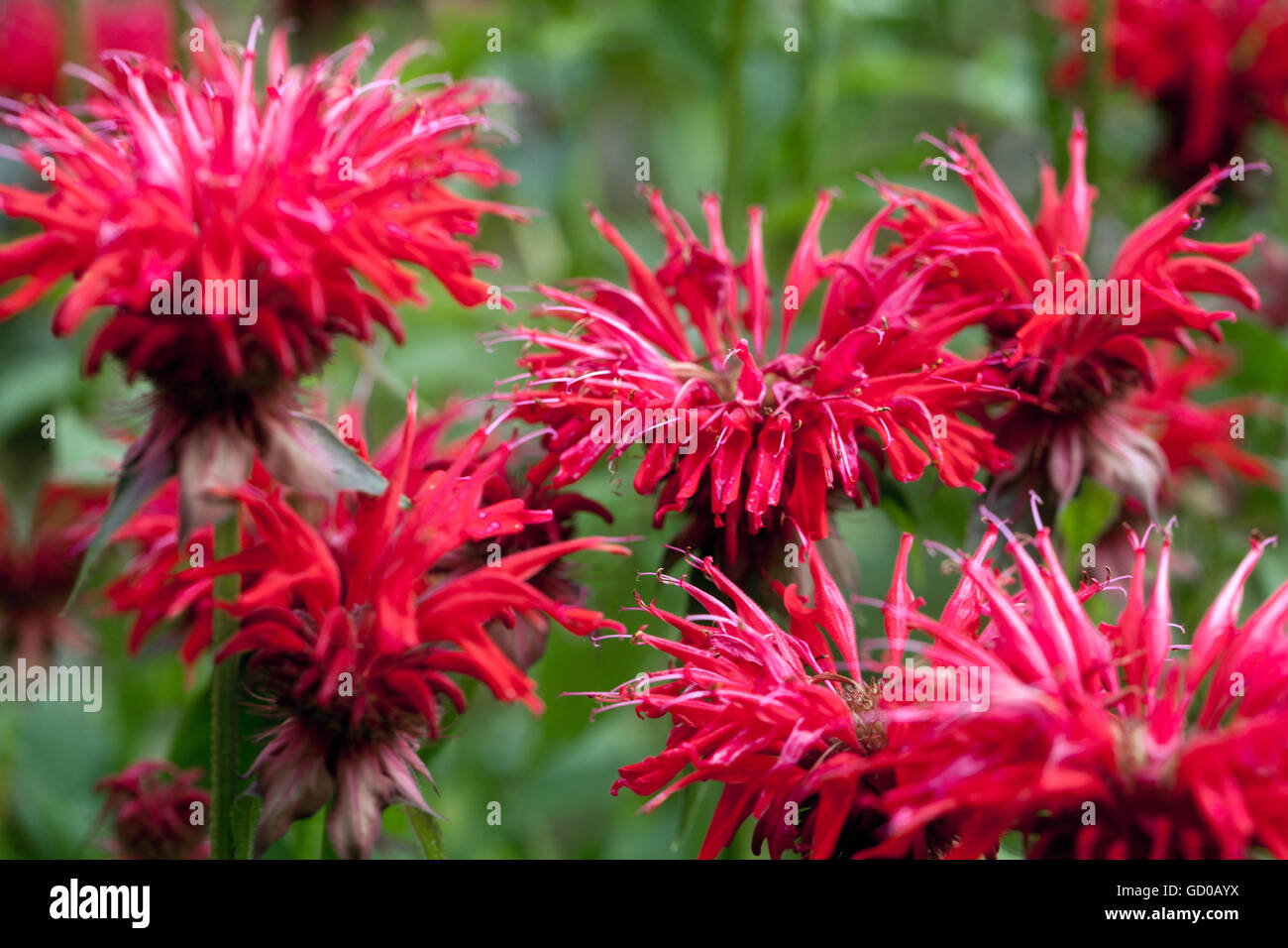 Rojo Monarda 'Gardenview Scarlet', el bálsamo de abejas, la horseminta, el té oswego o bergamot floreciendo Foto de stock