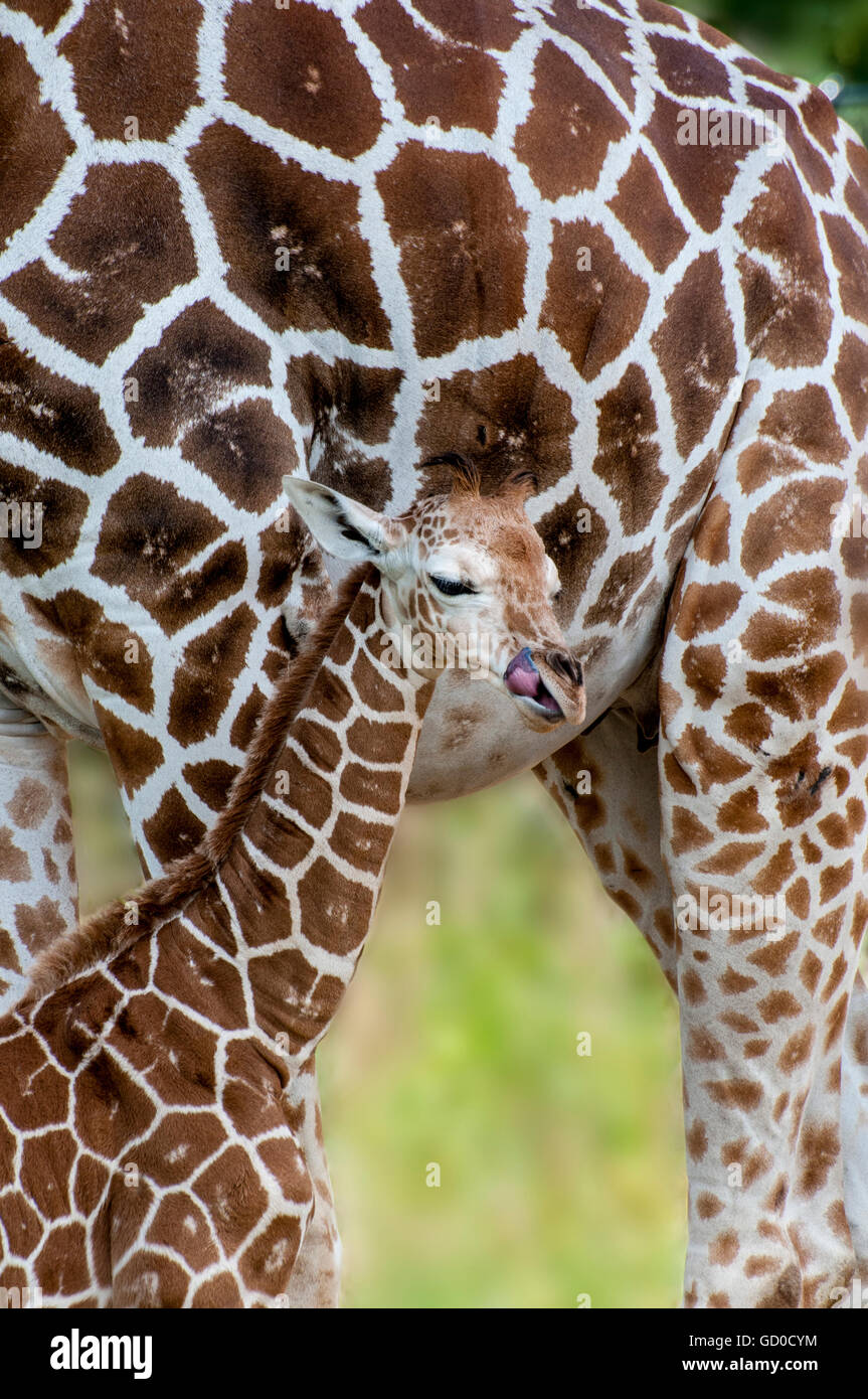 St.Paul, Minnesota. Como Park Zoo. Jirafa reticulada; Giraffa camelopardalis reticulata; una semana de vida del bebé jirafa macho. Foto de stock