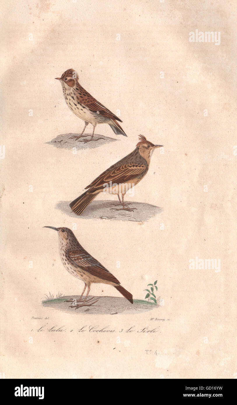 Alondras: Lulu (Woodlark); Cochevis (Alondra); Sirli (alondra de Dupont). BUFFON, 1837 Foto de stock