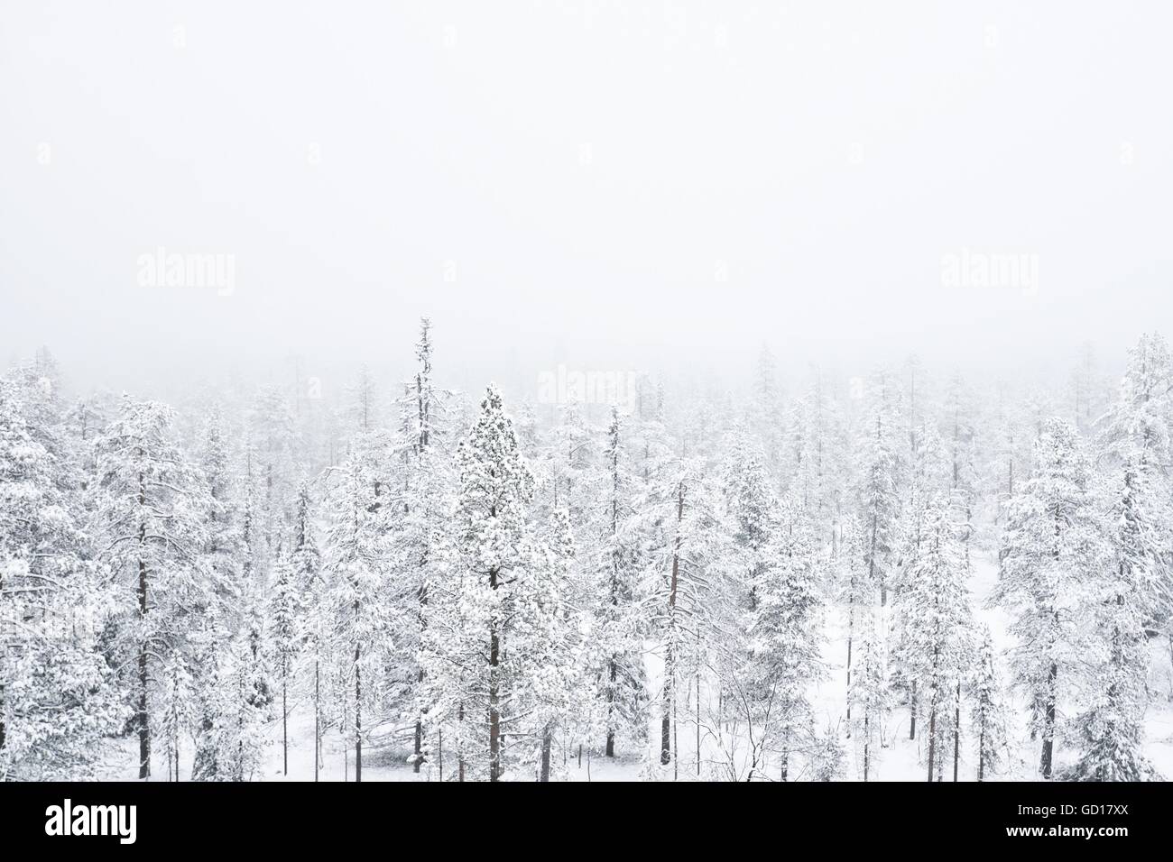 Un brumoso bosque cubierto de nieve en la Laponia finlandesa. La mala visibilidad. Foto de stock